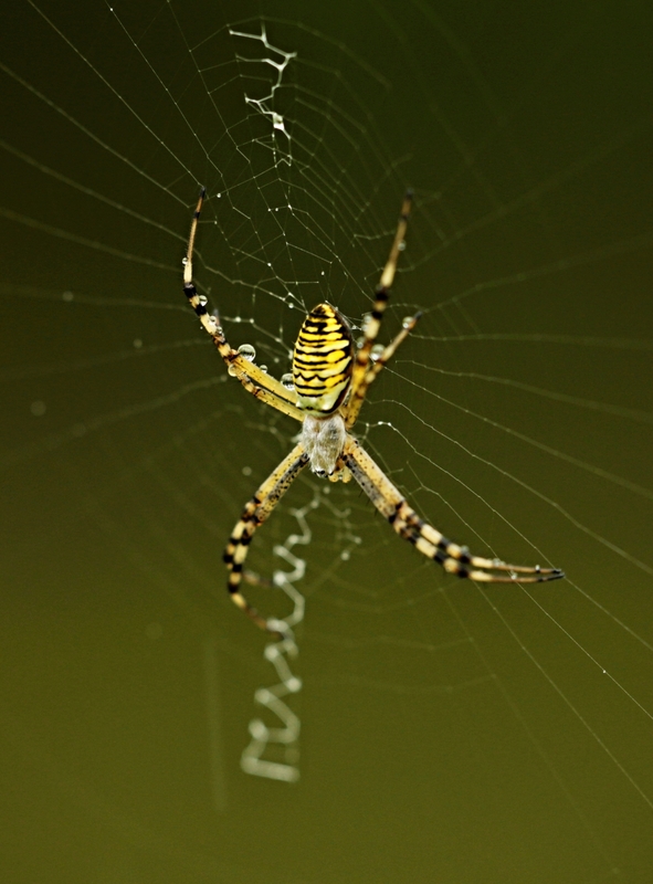 Wespen Spinne