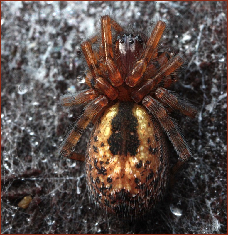 Finsterspinne