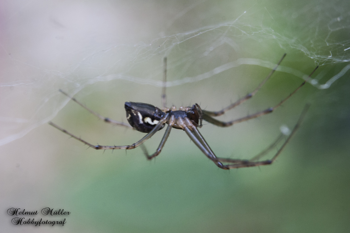 Meine Spinne im Garten
