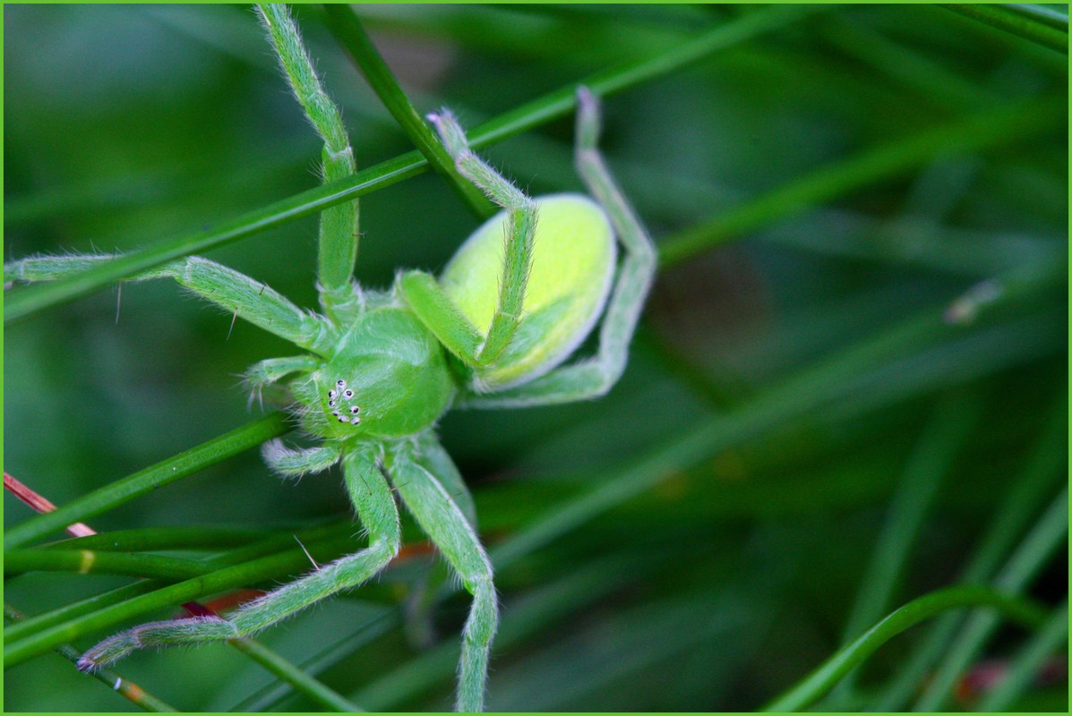 Grüne Huschspinne