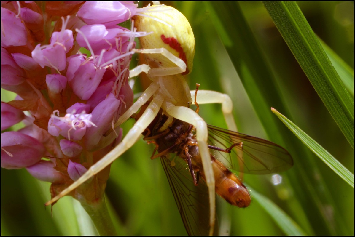 Krabbenspinne