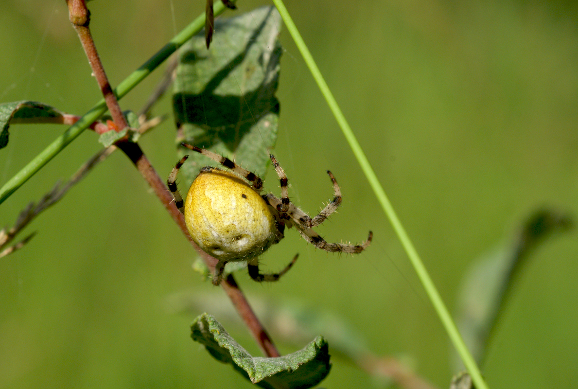 Viefleckkreuzspinne im Garten