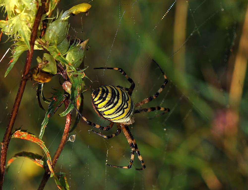 Tigerspinne