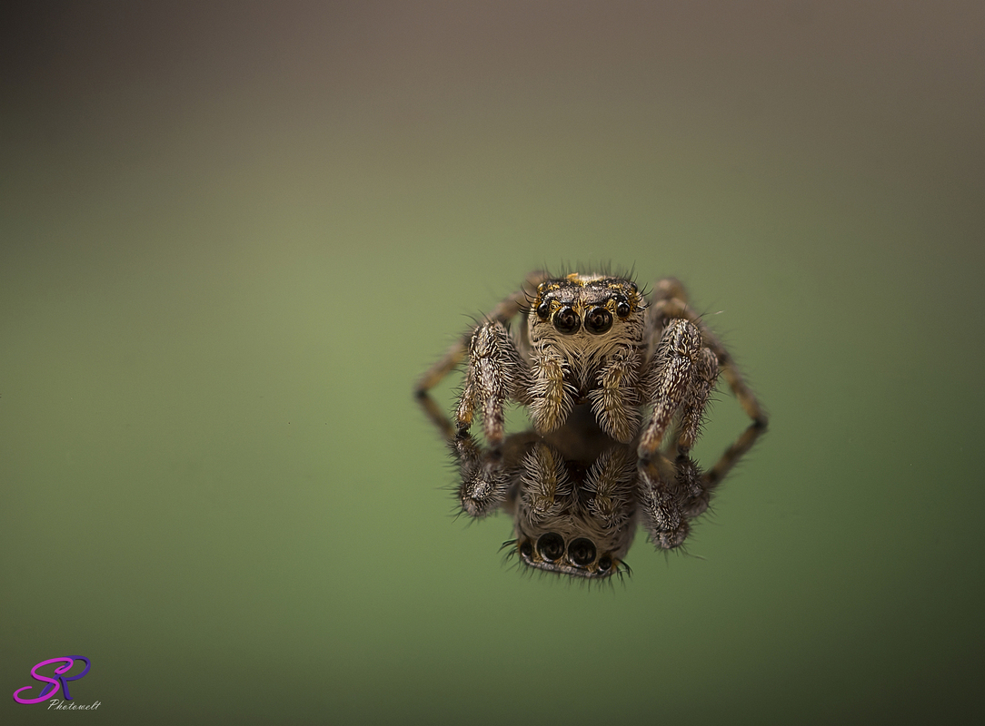  Springspinne (Macaroeris nidicolens)