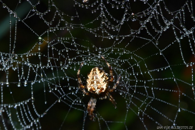 Kreuzspinne im Herbstnetz