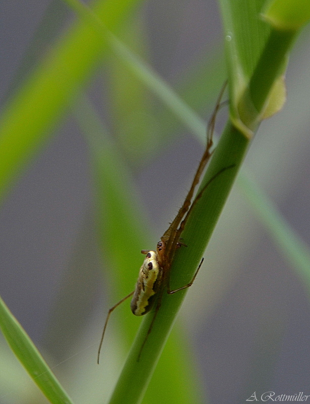 Spinne, mir unbekannt!