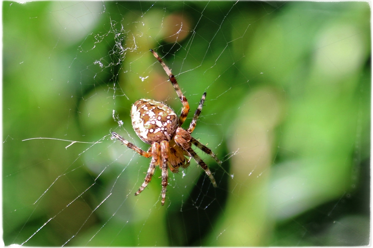   Als ich einmal eine Spinne erschlagen, ........