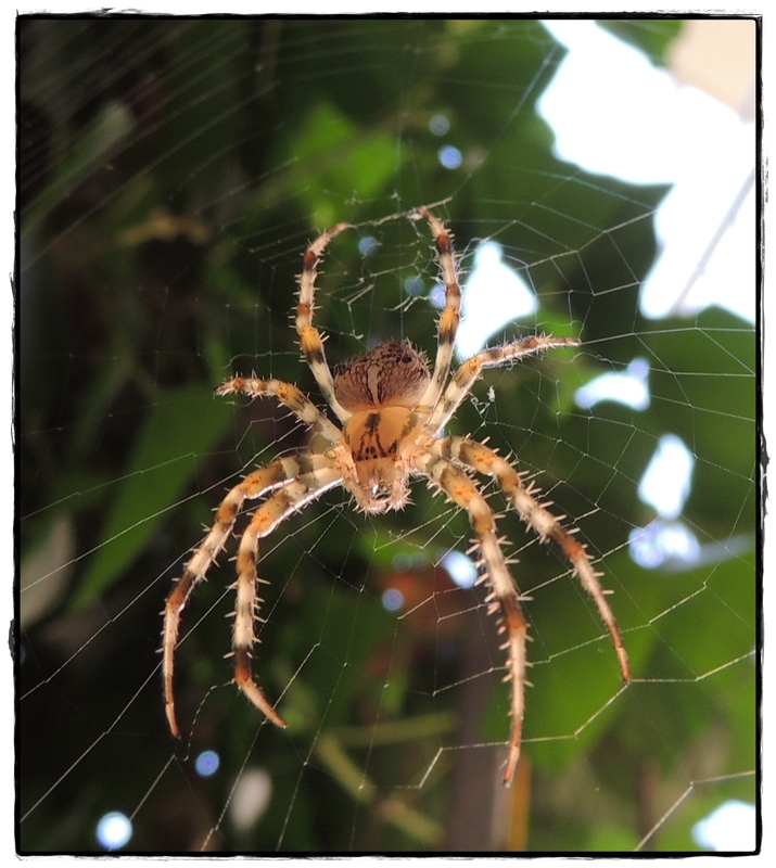 Spinne am Fenster