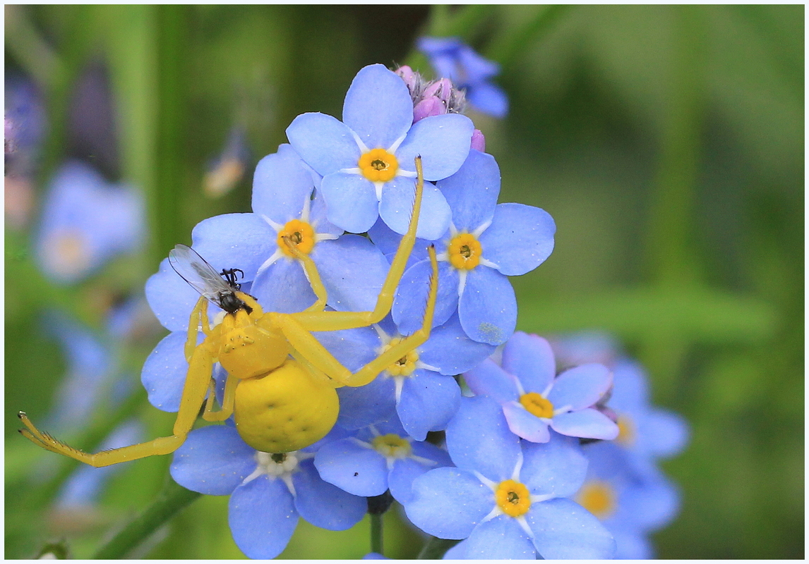 Veränderliche Krabbenspinne (Misumena vatia) in Vergissmeinnicht