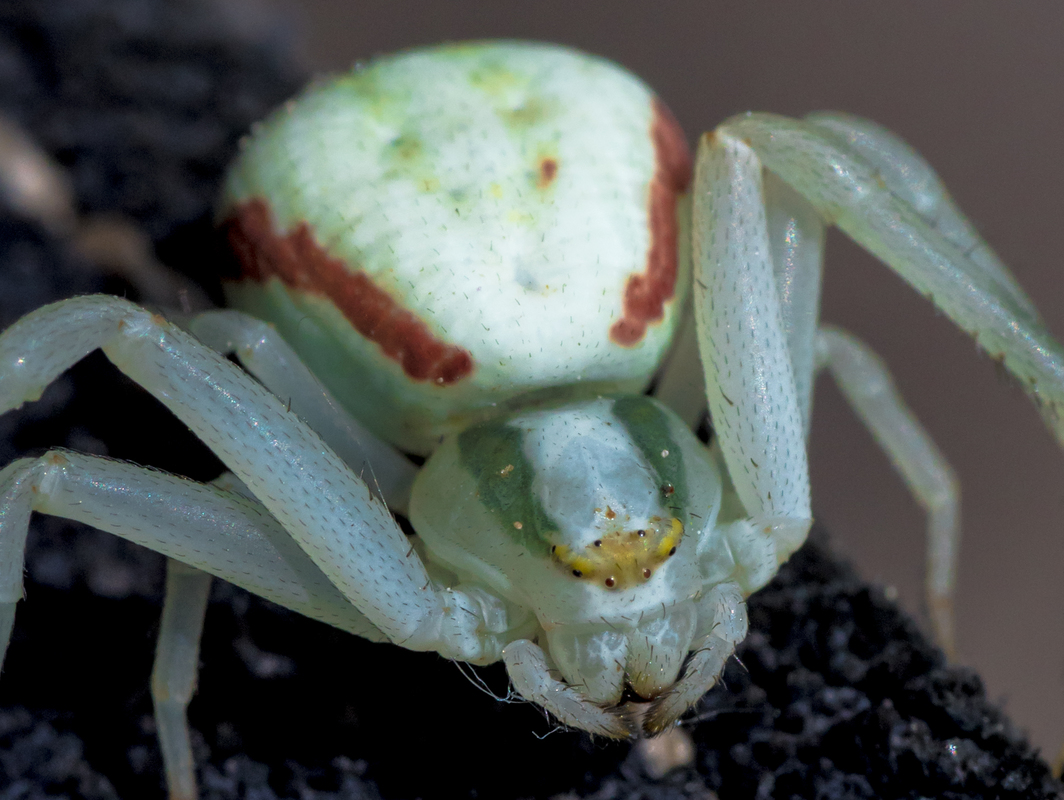 Kleine Krabbenspinne
