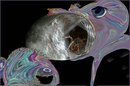 Spinnentunnel