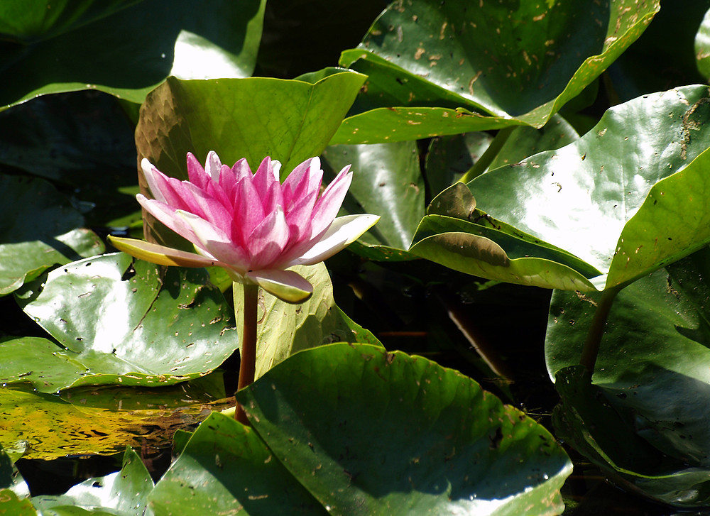 Sommer, Sonne, Rosenschein...........