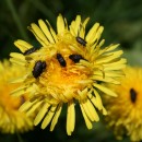 Fotos_Archiv Insekten 