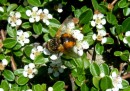 biene, hummel und co