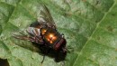 Fotos_Archiv Insekten 