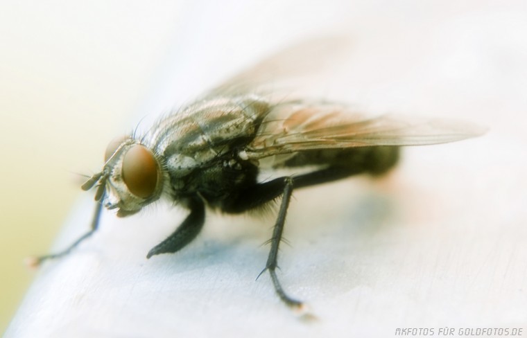 Die Fliege