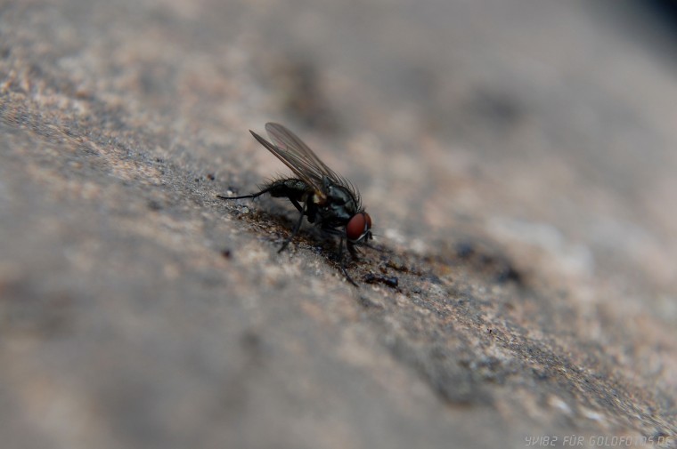 fliege