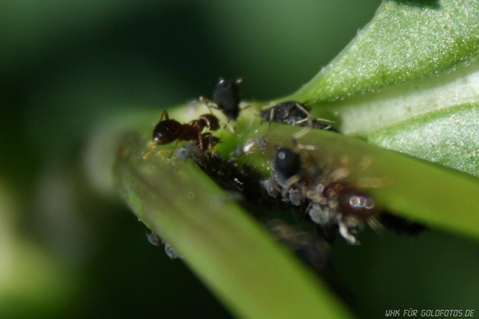 Die Blattlauskolonie