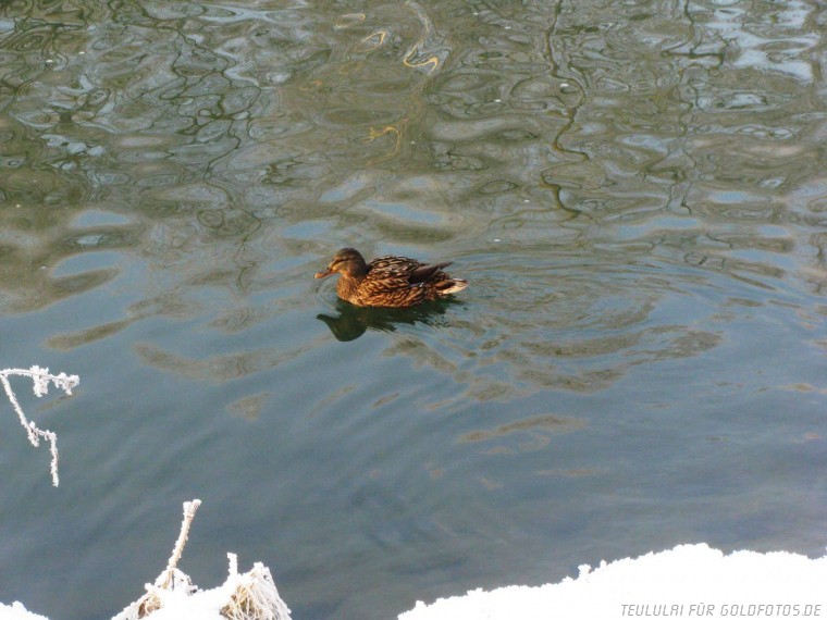 Wenn ich groß bin, werd ich ein schöner Schwan ;o)