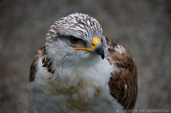 Mäusebussard