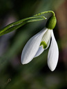 ... hoffentlich wird bald Frühling