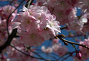 Kirschblueten