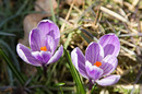 Fotos_Frühling