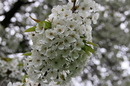 Blüte