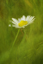 Buttercup