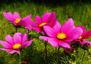 Cosmea