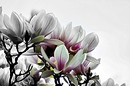 Fotos_Frühling