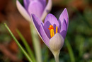 Fotos_Frühling