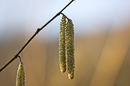 Fotos_Frühling