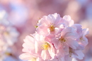 Kirschblüte