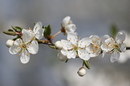 Der Frühling ist da...