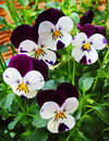 Fotos_Frühling