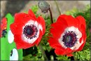 Frühling 4