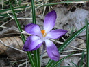 Fotos_Frühling