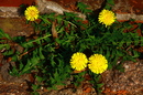 Butterblume