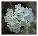 Kirschblüten Ball
