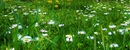 Blumenwiese!