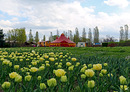 Tulpen 