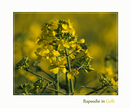 Fotos_Frühling
