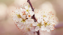 Fotos_Frühling