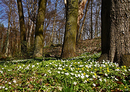 Fotos_Frühling