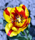 Fotos_Frühling