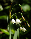 Frühlings-Knotenblume.