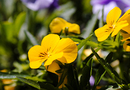 Fotos_Frühling