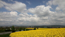 Rapsland mit voll fetten Wolken ;)