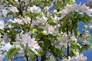 Apfelblüte